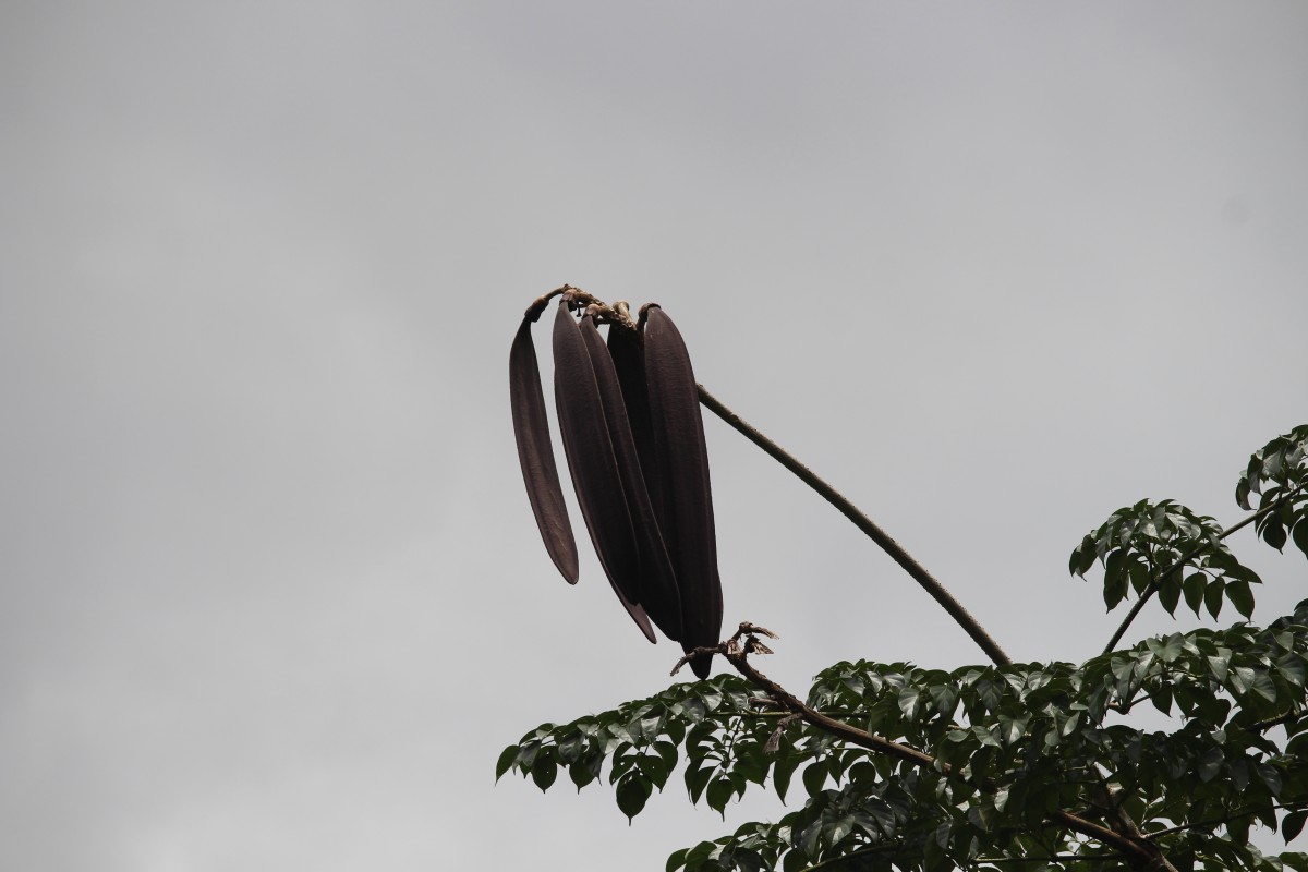 Oroxylum indicum (L.) Kurz